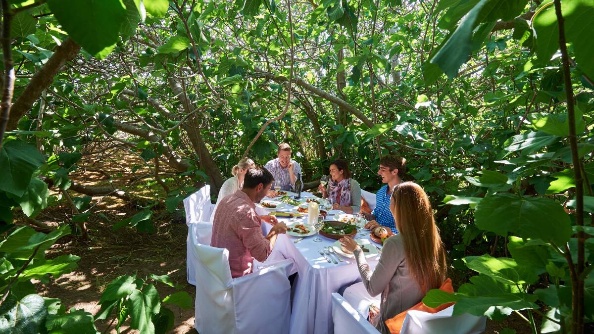 A lifetime’s memories … a Hannaford and Sachs lunch under an ancient fig tree.