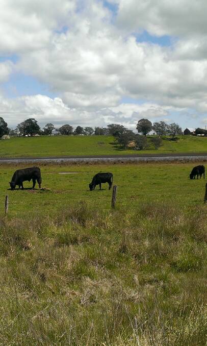 GREEN, GREEN GRASS: Contented cattle grazing alongside The Lagoon. It's been a wet spring in the district.