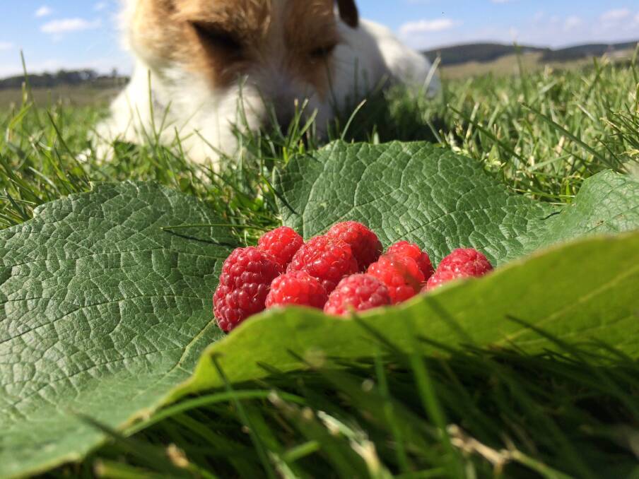 THE EYES HAVE IT: Sancia Moran won the junior section with her quirky photo of raspberries and her dog. It was one of a number of photos she submitted.