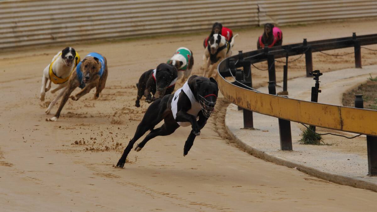 RACE FINISHED: What's next to be banned after the greyhound racing industry?
