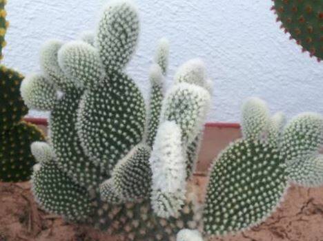 NOXIOUS: Opuntia microdasys has no spines, but instead has numerous white hair-like glochids in dense clusters.