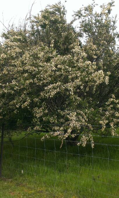 SOMETHING TO SEE: In a great spring, a woodlot of blossoming lucerne trees is a great sight.