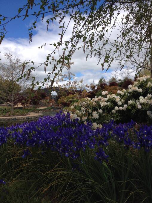 IN BLOOM: Erika Seymour won the our town section with her photo of spring flowers taken at Mayfield’s Water Garden. 