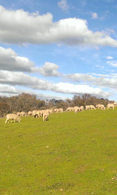 NOT BAD: These in-lamb Merino ewes are appreciating the short green pick that is on offer.