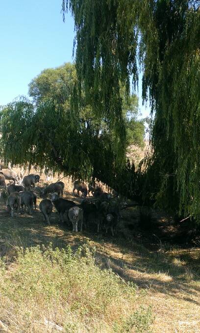 COOL CHANGE: Livestock appreciate the fresh, cool ambience of a mature weeping willow tree during 40 degree heat.
