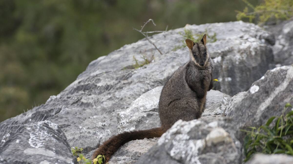 SURVIVOR: A brush-tailed rock wallaby photographed at Jenolan Caves during the most recent survey in May.