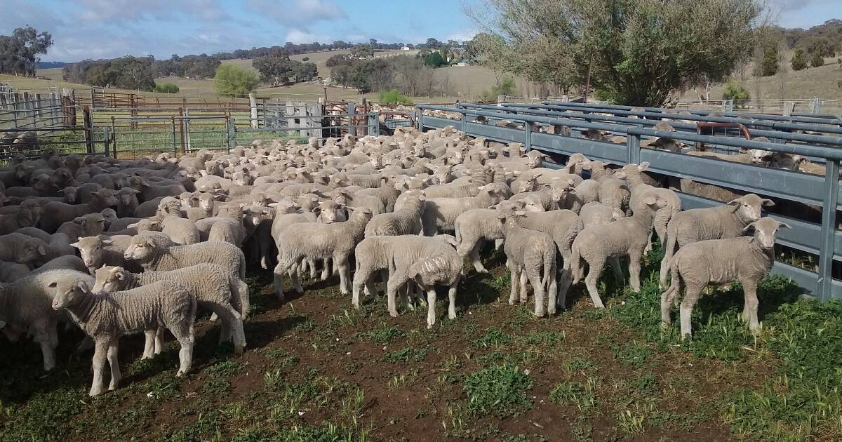 YOUNG MOB: These lambs are off to a good start and are hoping for general rain. Their little mob has 235 lambs with 193 ewes.