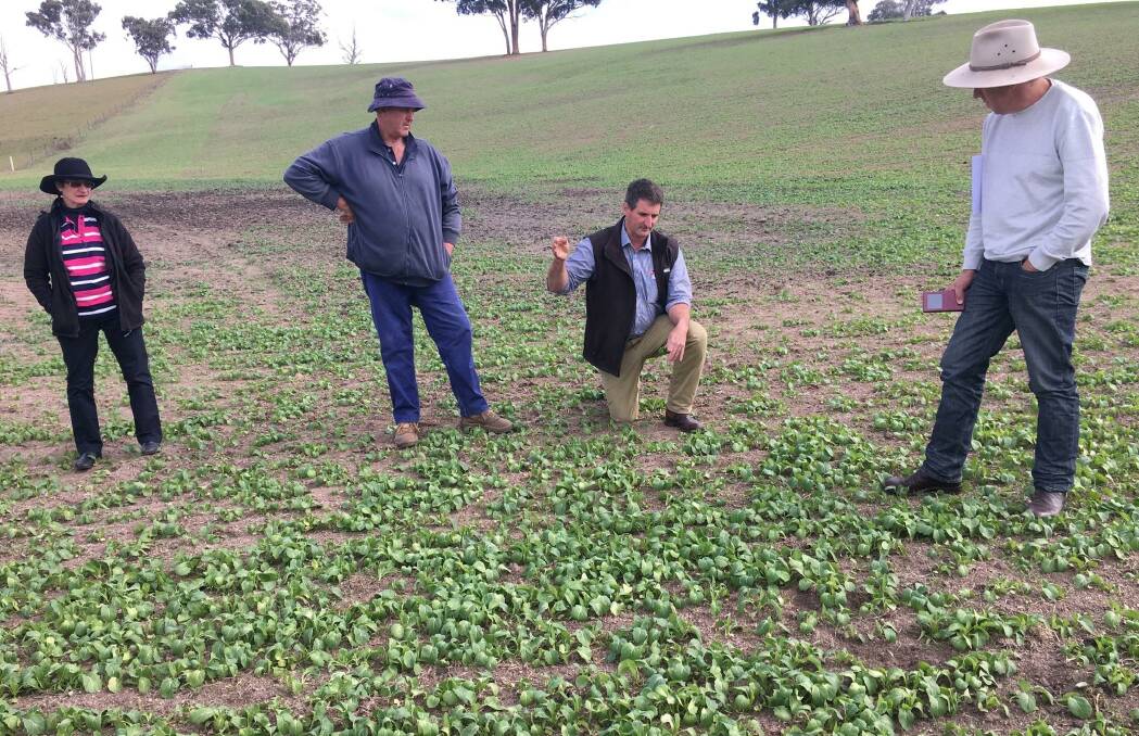 GREEN: This photo, taken during AgriWest Bathurst's pasture walk on Peter Denmead’s property, shows brassica that is almost ready for grazing.