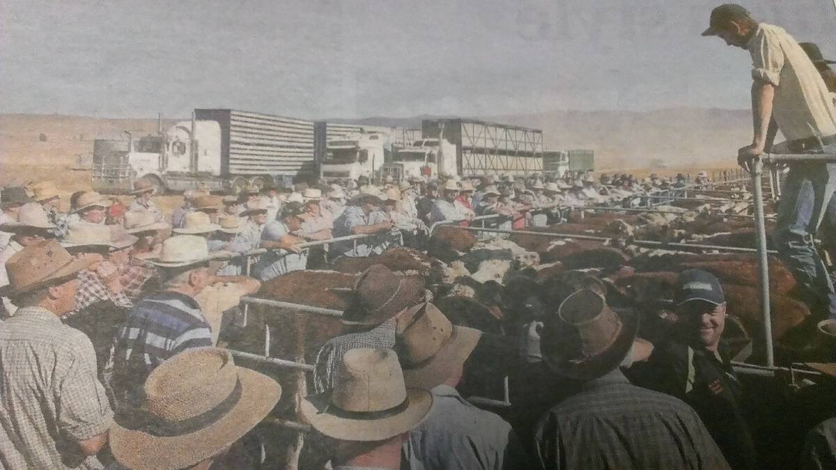 SEA OF HATS: There were 1538 weaner calves yarded and sold at the Hinnomunjie store sale in Victoria’s Gippsland. Perhaps humans outnumbered cattle at the auction.