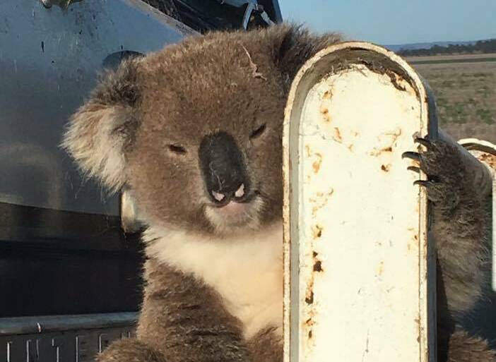 Hitchhiking koala gets dropped off at local gum tree
