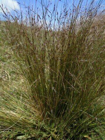 NASTY: Serrated tussock, which was targeted during the autumn spraying program, spreads quickly.