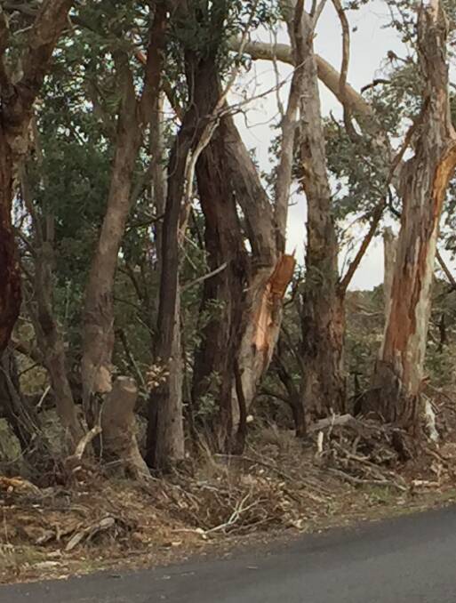 CHOP, CHOP: Oberon Council will remove dangerous trees on Lowes Mount Road.