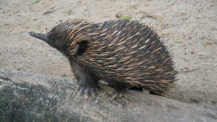 The same hormone produced in the gut of the echidna to regulate blood glucose is also found in their venom. Photo: Adelaide University