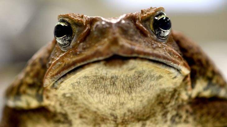 Professor Rick Shine's cane toad, Galadriel. Photo: Steven Siewert