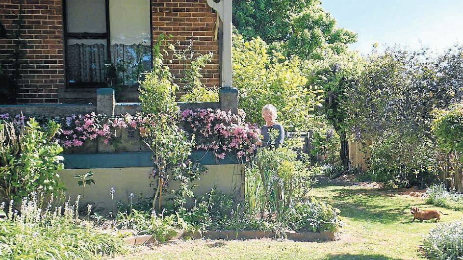 BEAUTIFUL: Bonnie and John Harvey’s garden at 93 Queen Street is a spring garden awash with colour.