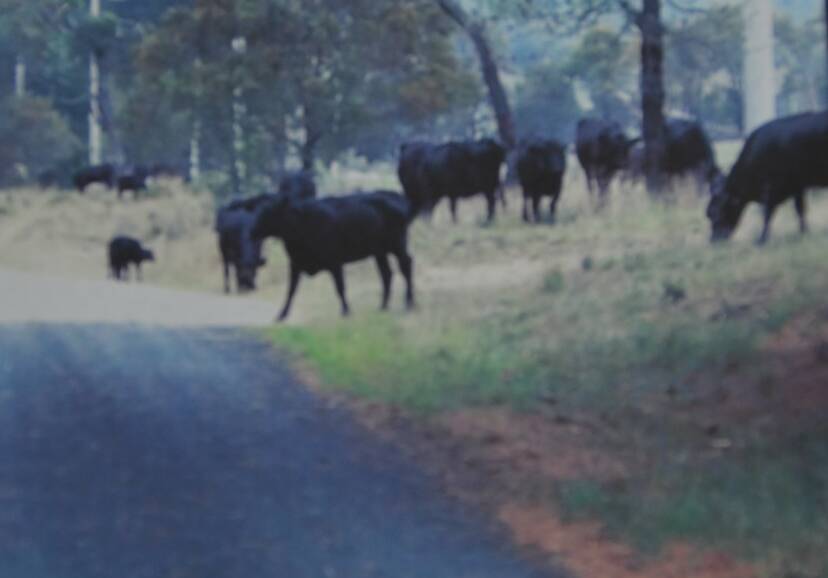STRAYING STOCK: Lithgow council was provided with numerous photographs of cattle on Jerrys Meadows Road. This one dates back to February this year. 	lm111914LA1562
