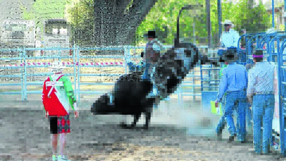 BUCKLE UP: The 2015 Oberon Rodeo will be on at the Oberon Showground on Saturday, February 28.