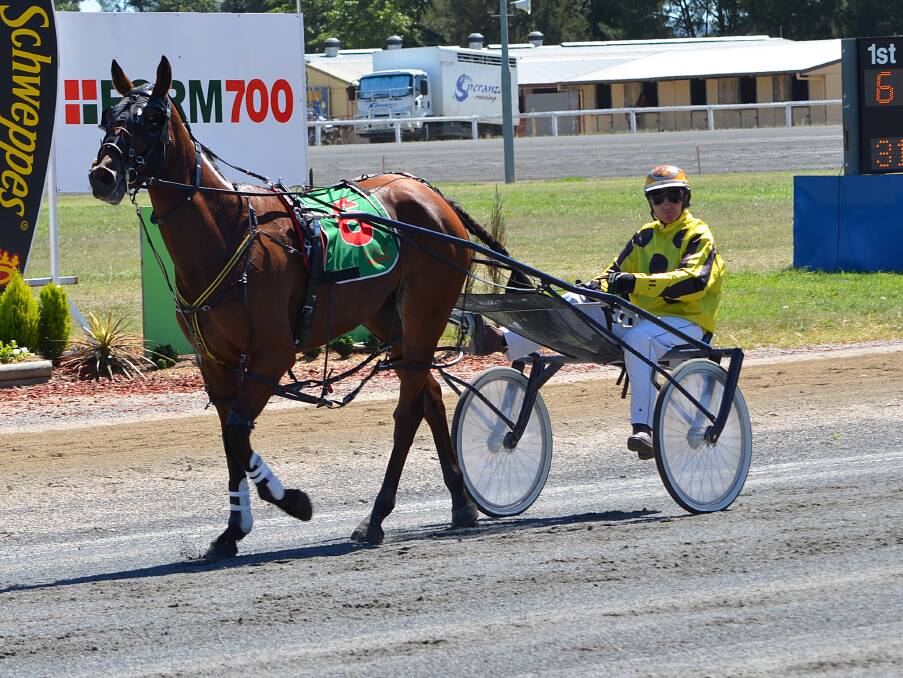 MAGICAL MARE: Bruce Harpley has chosen Bathurst Paceway as the destination to kick off champion mare Frith’s five-year-old season tonight. Photo: ANYA WHITELAW 032513yfrith1