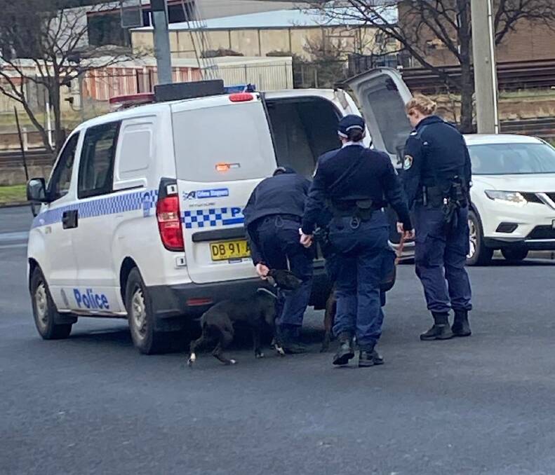 Police capturing the dogs and taking them to the pound. Picture: Supplied