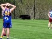 Footage from the AFL match in Canada on May 28, 2022 showed players and spectators standing around as they waited for the black bear to leave the oval. Picture: Supplied