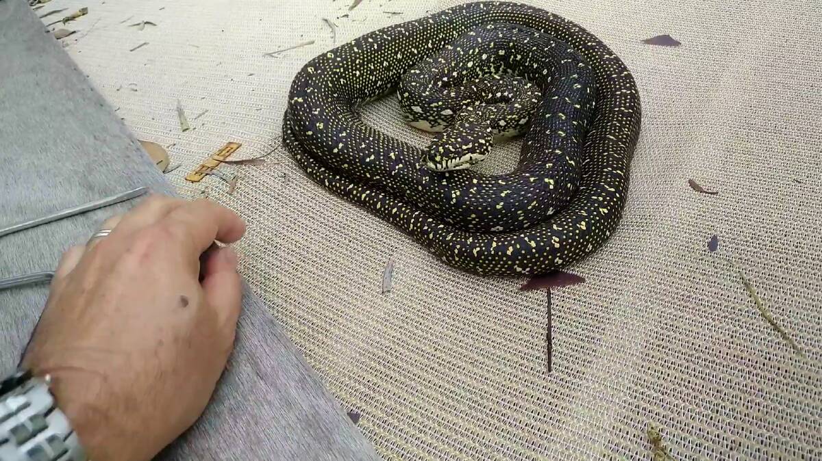 Illawarra Snake Catcher Glen Peacock removed a diamond python, which was lying above the bird enclosure in Woonona, NSW on Sunday, January 9. Photo: Illawarra Snake Catcher, Facebook.