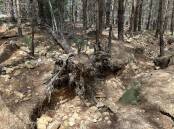 Some of the disturbances in the Vulcan State Forest. Supplied