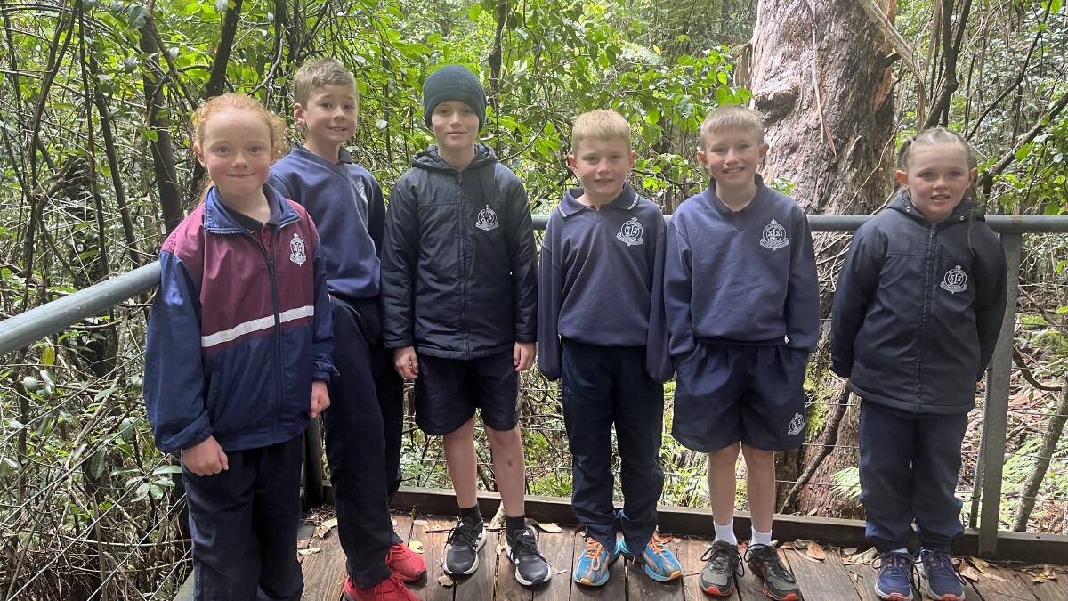 Students on the boardwalks of Blue Mountains bush walks. Picture supplied