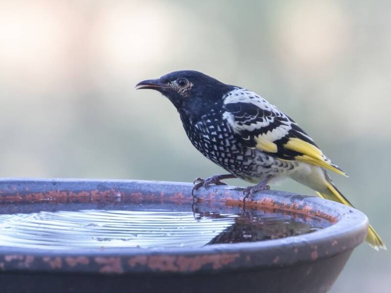 On top of habitat loss, the bird has suffered from competition with noisy miners.