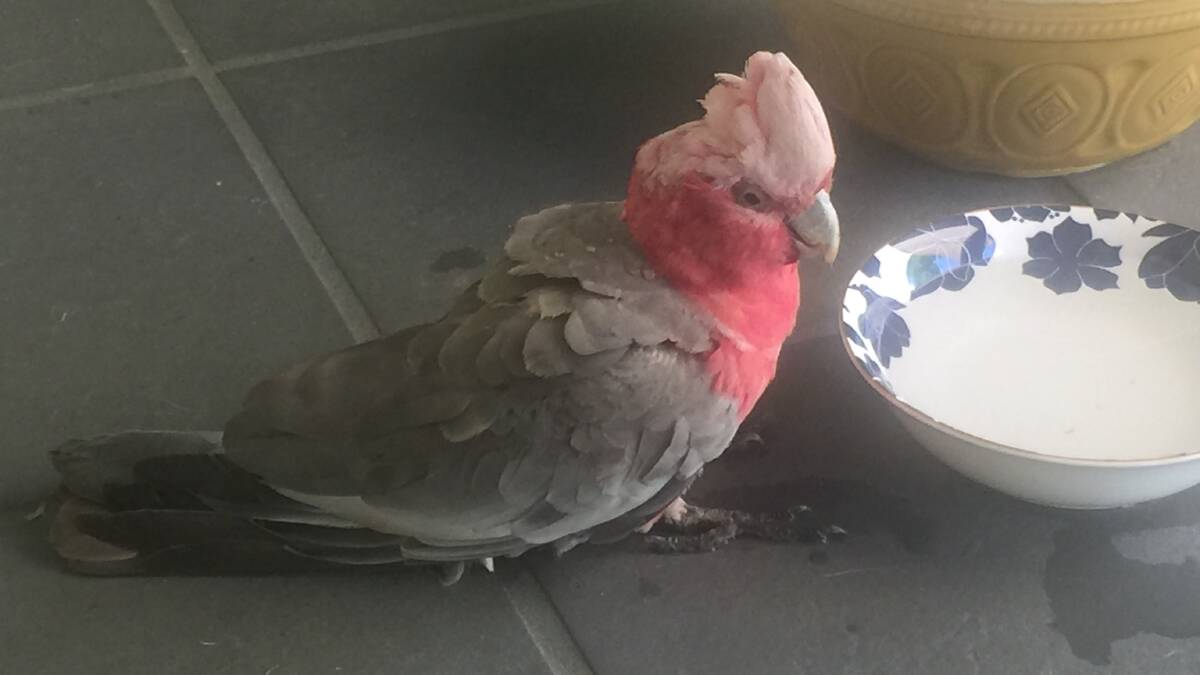 KIND ACT: A Kelso resident found a distressed galah on her doorstep this week during Bathurst's heatwave. Photo: MARILYN UPTON