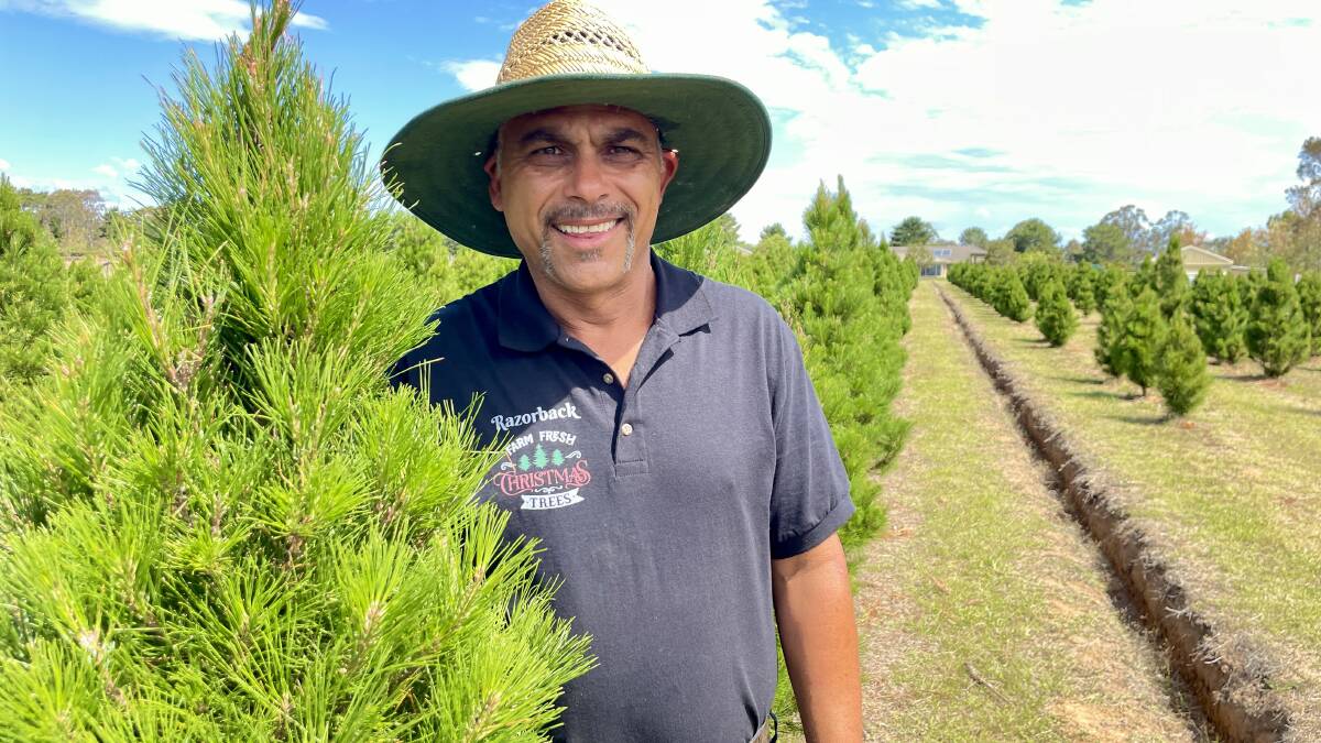 Gary Mustafa, Razorback Christmas Tree Farm, grows pines on the western outskirts of Greater Sydney. Picture by Hayley Warden