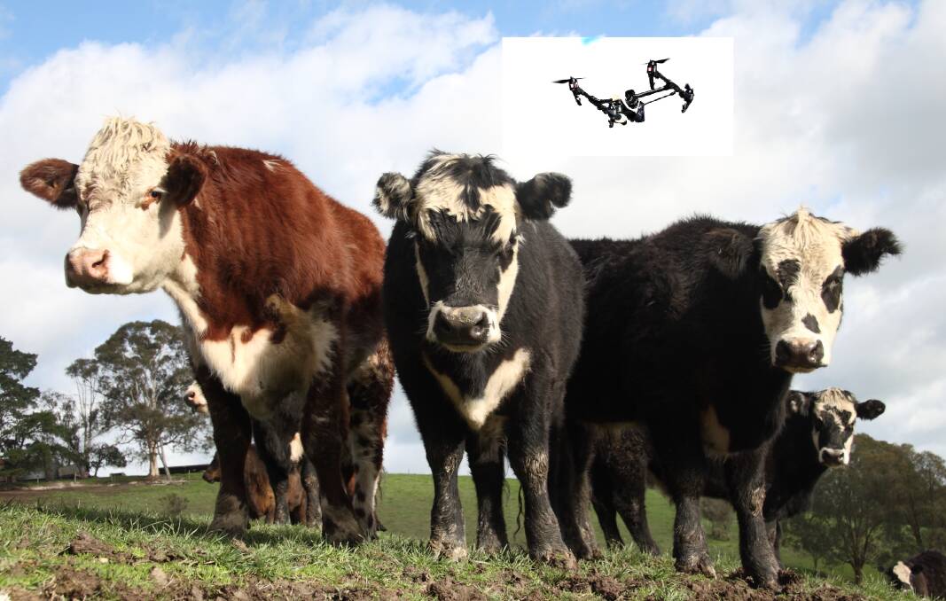 Rustlers are using drones and even satellite images to steal record-priced livestock from Victorian farms.