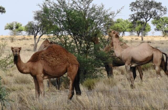 CAMEL PLAGUE: There are believed to be more than a million wild camels in central Australia alone, which has led to culling campaigns. Picture: Sally Gall.