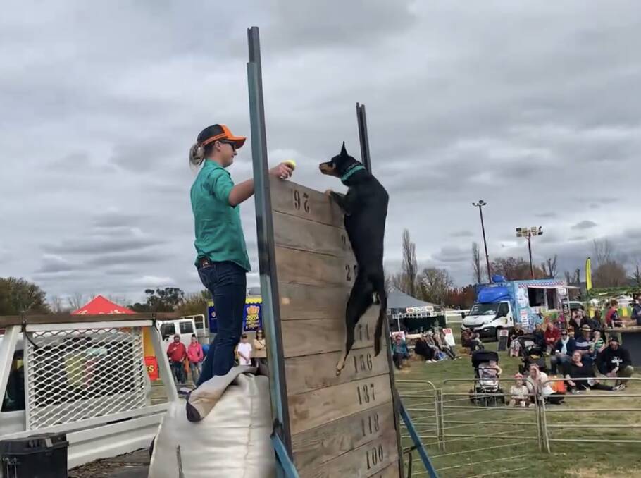 GO HIGH: Dog high jump will be on the program for the 2022 Oberon Show. Picture: SUPPLIED