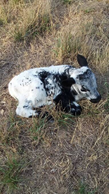 NEW ARRIVAL: A Speckle Park heifer calf at two hours old must hope for general rain during January.