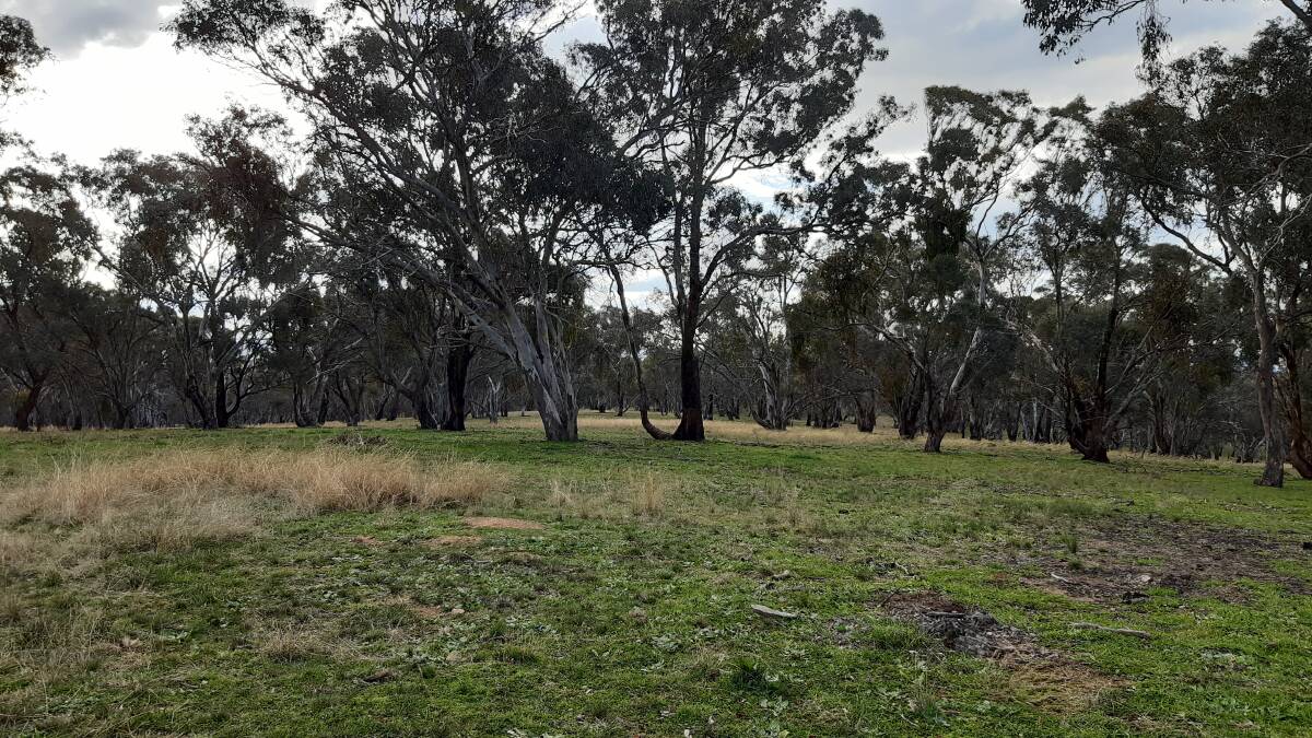 ON THE LAND: Much of our beautiful district carried native eucalypts like this when it was first settled by Europeans.
