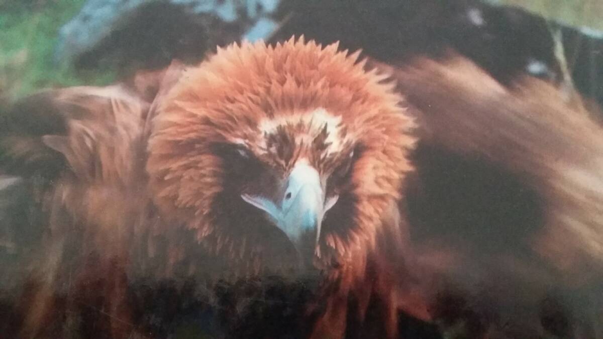 FLIGHT RISK: A wedge-tailed eagle can be seen as a majestic creature or a predator of newborn lambs.