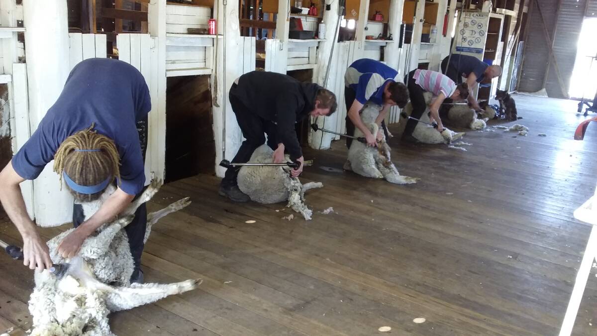 BEND THE BACK: My favourite of 2019. The team was preparing sheep for a shearing competition at the Royal Bathurst Show.