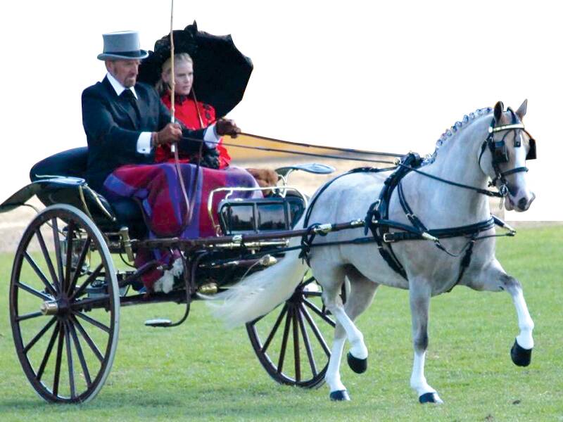 GRAND OCCASION: The inaugural Mayfield Garden Park Drive this Sunday will feature elegantly presented carriages and drivers in all their finery.