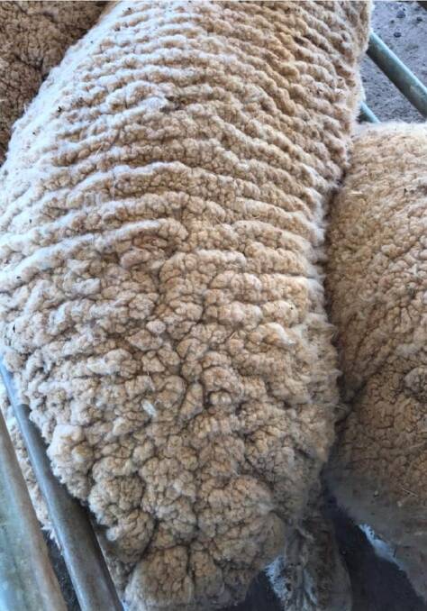 WRINKLE IN TIME: The type of wrinkled skin that merino breeders produced until very recent years.
