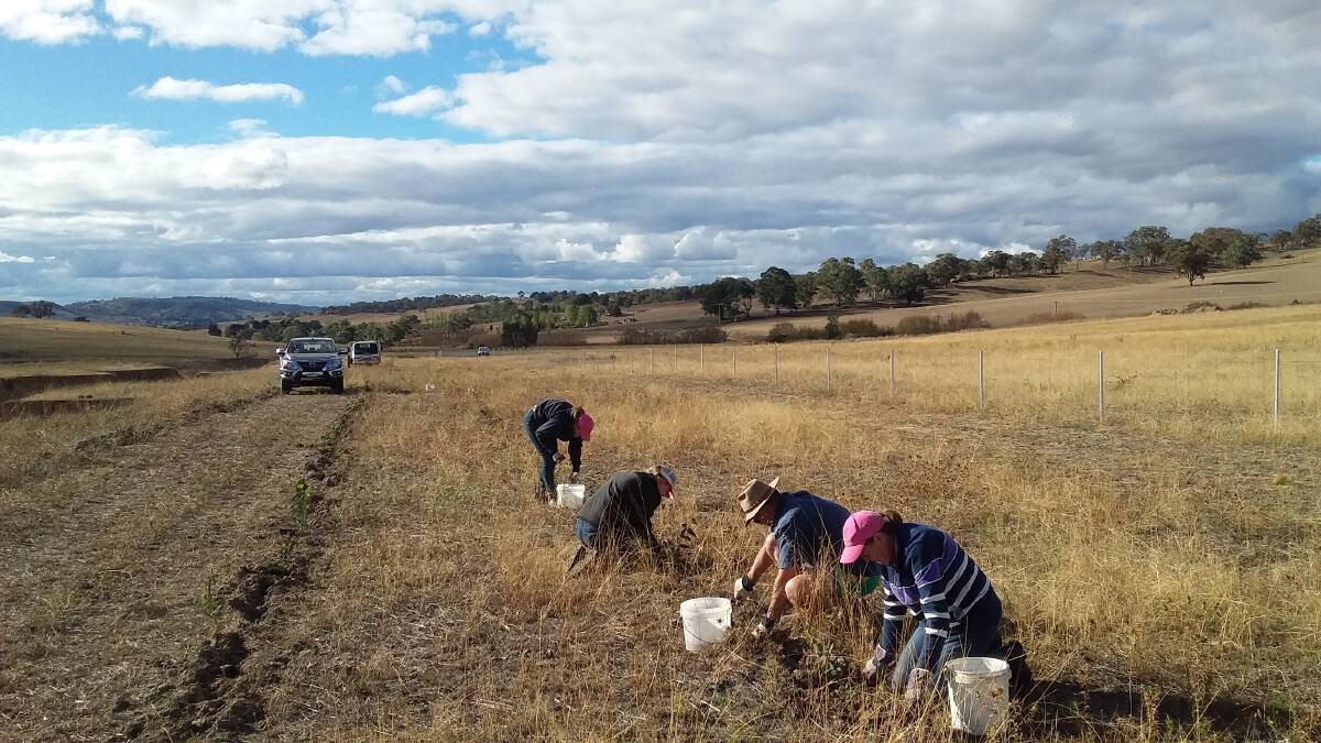 KIND OF BLUE: A small team of workers are busy planting quality trees and native grass seedlings from Geoff and Judy Windsor’s Blue Wren Bush Farm at Wattle Flat. These are excellent quality plants.
