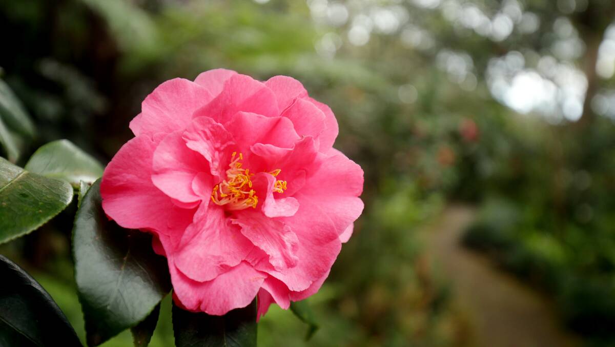 BEAUTIFUL: The plant of the month for October is the Camellia.
