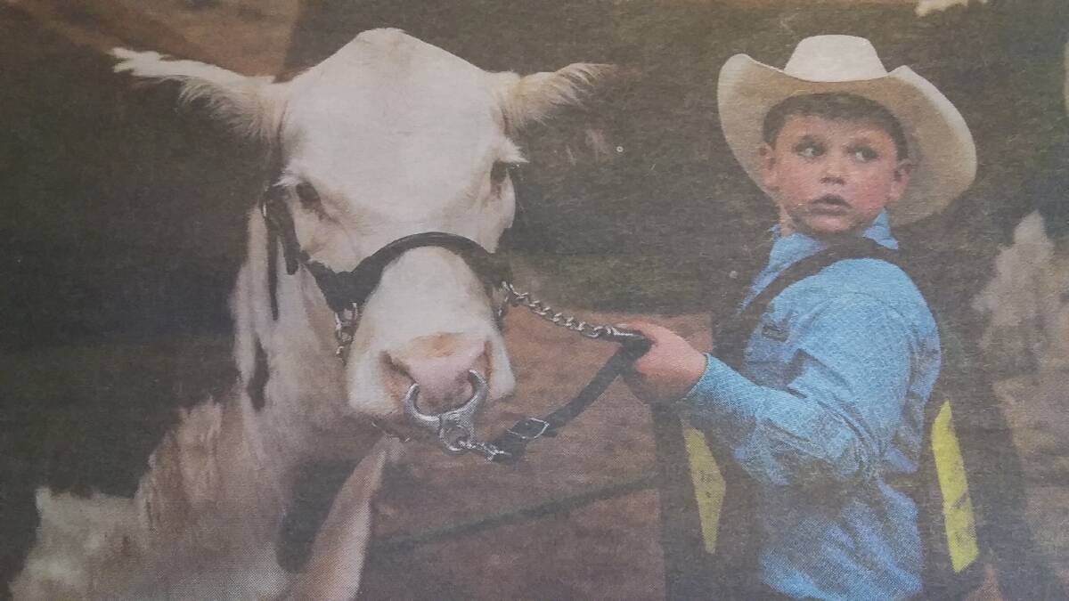 LITTLE WONDER: Seven-year-old Max White, “Llandillo”, The Lagoon, was judged the reserve champion peewee handler at the Herefords Australia Youth Expo at Wodonga recently. Max is a student at Perthville Public School.