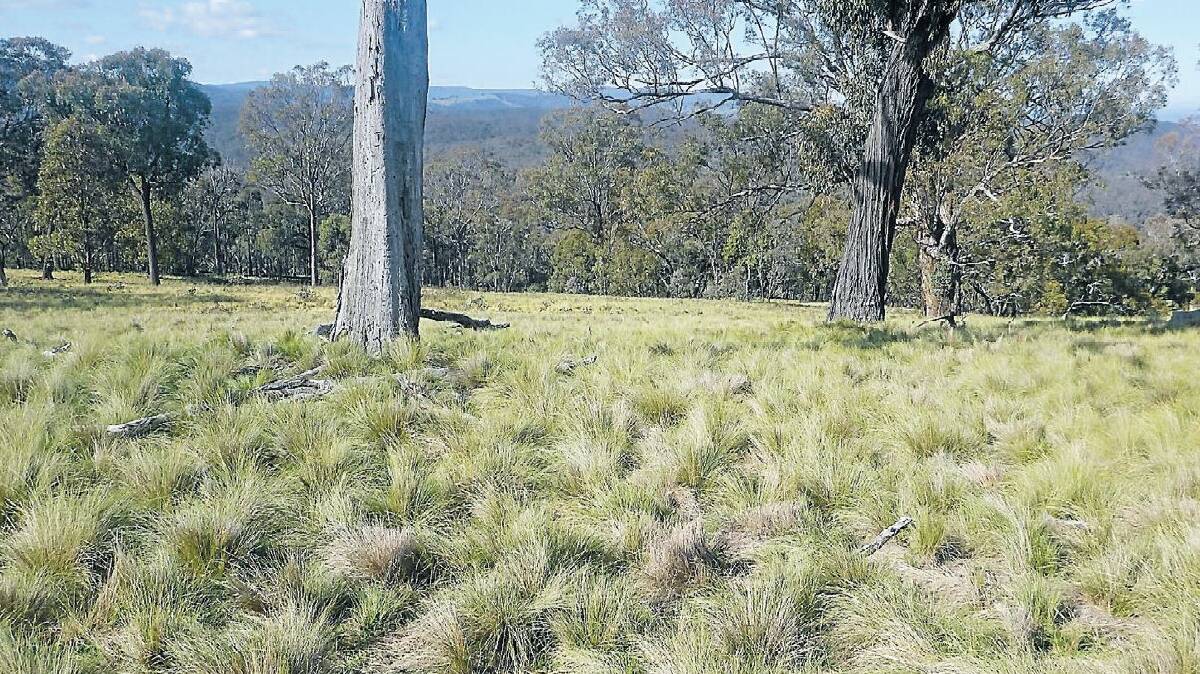 NEXT: Upper Macquarie County Council's spring spraying program will focus on serrated tussock. The autumn spraying program has been cancelled.