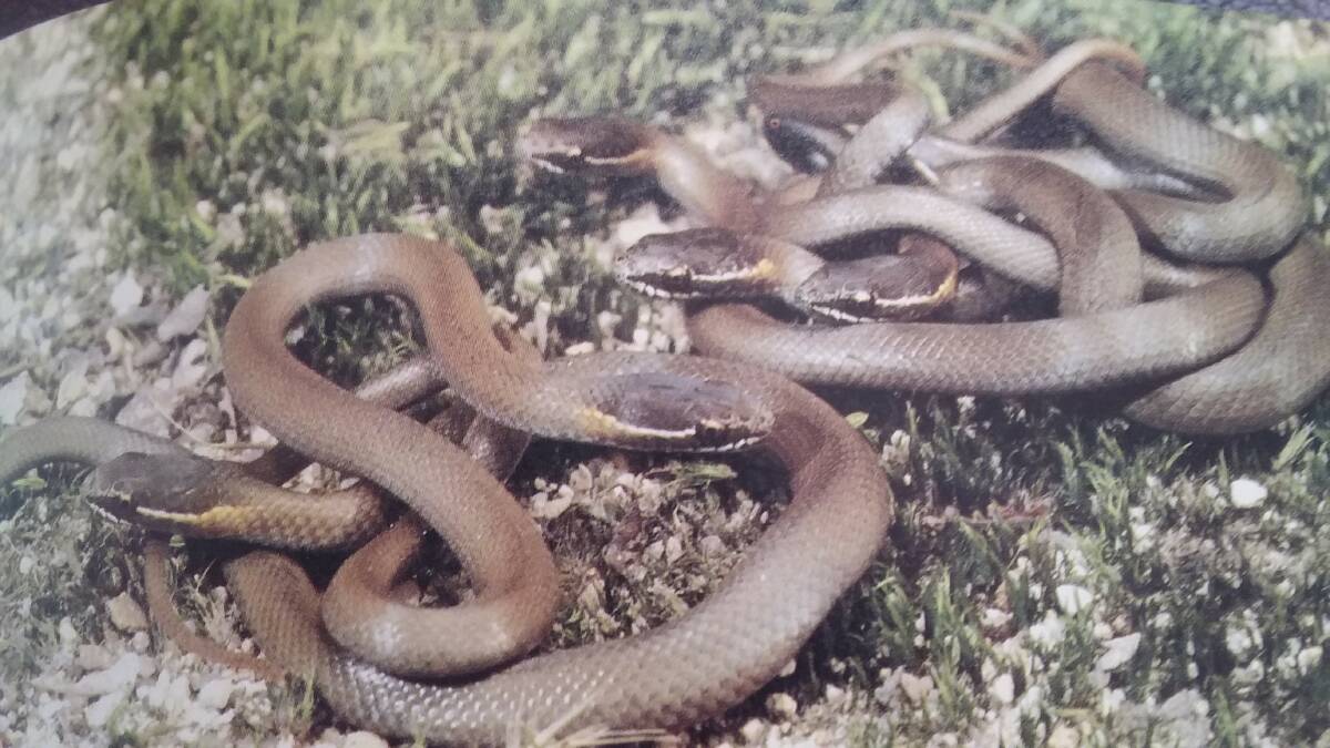 TANGLED UP: A family of young snakes that were almost ready to face the world.