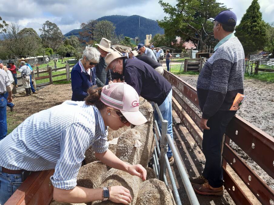 LEAN IN: Megan Rutherford taking a close look at the wool at "Blink Bonnie", Tarana on ewe competition day.