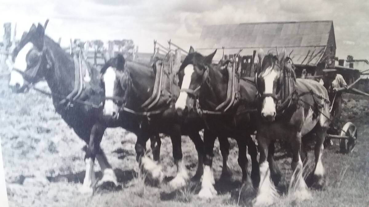 DIGGING IN: Bill Murphy of Sutherwood, Perthville was one of the last masters of working the soil with a plough and four willing horses. This photo is from the early 1970s. 