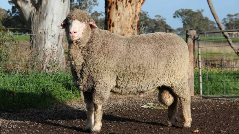 AUSSIE BREEDER: This Wallaloo Park semen sire will be on display at the Marnoo Field Day, along with about 900 sale rams. Photo: SUPPLIED