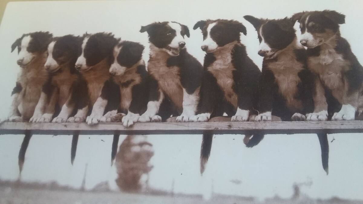 ALL LINED UP: These eight Border Collie pups posed for a photo. My pick is third from the left.