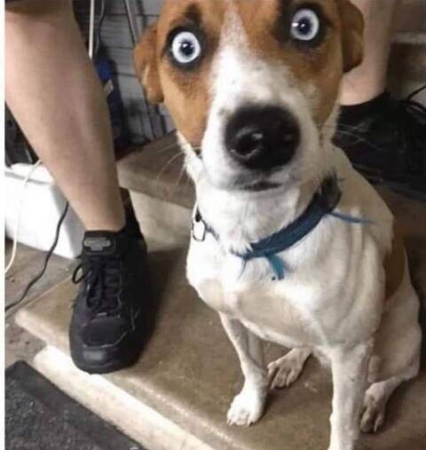 EYES HAVE IT: Sometimes we all feel just like this fido.