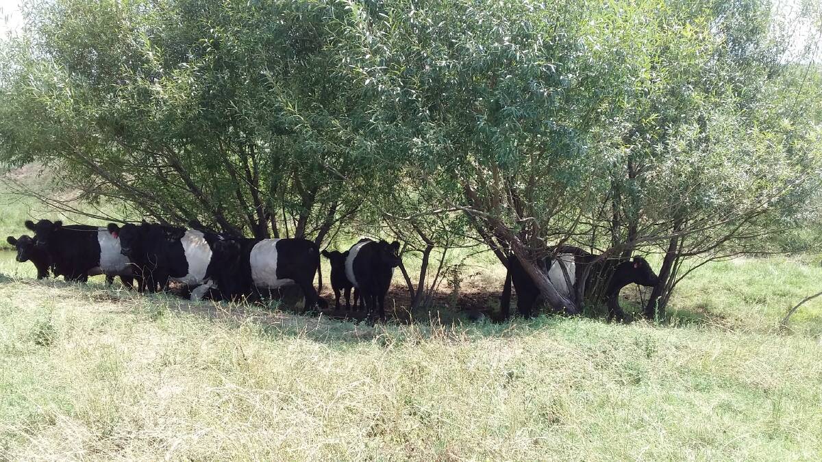 THROWING SHADE: These belted galloway cows and calves must be grateful that their willow tree shelter has survived.